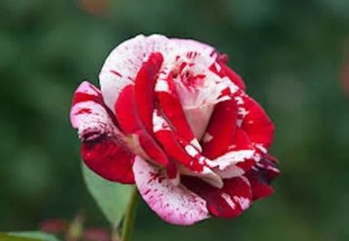 Blood Rose Seeds (Non- GMO)
