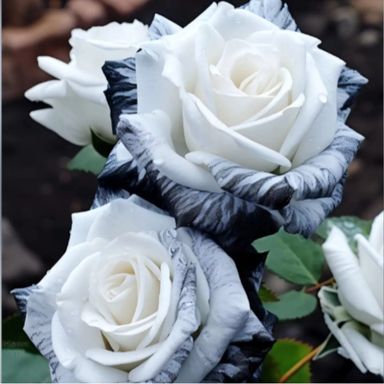 Ink Rose Seeds (Non- GMO)