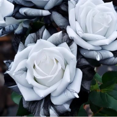 Ink Rose Seeds (Non- GMO)