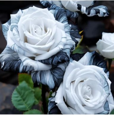 Ink Rose Seeds (Non- GMO)