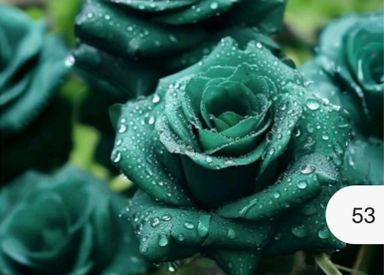 Exotic Green Rose Seeds