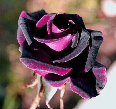 Exotic Black/ Black Mixed Rose Seeds
