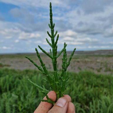 Zeekraal - glasswort