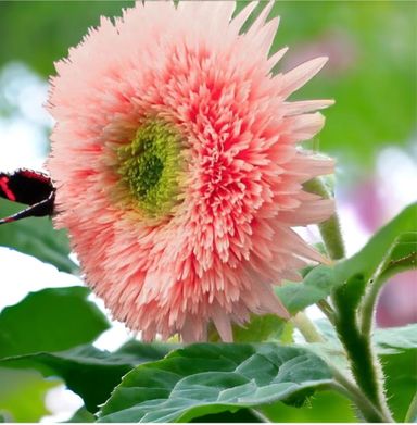 Pink Pooh Sunflower Seeds