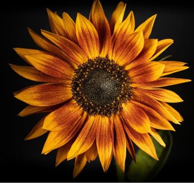 Golden Red Sunflower Seeds