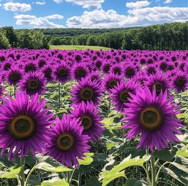 Purple Sunflower Seeds