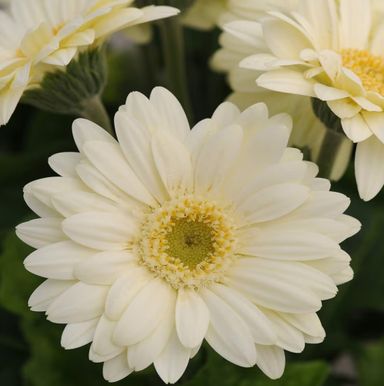 Vanilla Gerbera Daisy Seeds