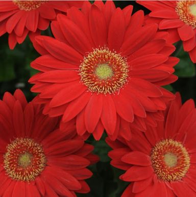 Red Gerbera Daisy Seeds