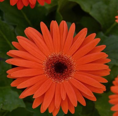Pastel Orange Gerbera Seeds