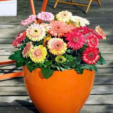 Strawberry Mix Daisy 