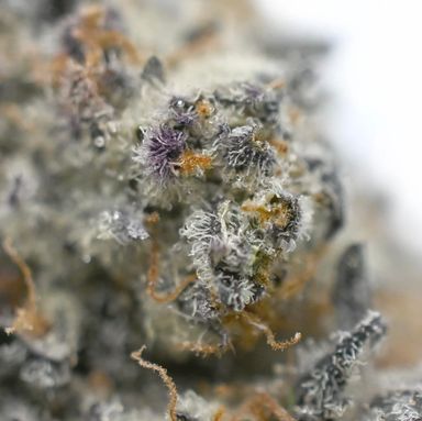GOD’S GREEN CRACK – THUNDER BUDDIES