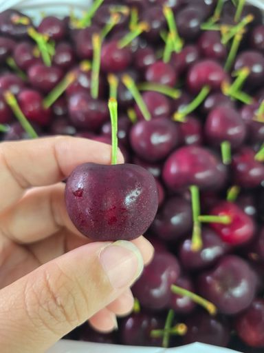 USA Cherry (1kg)
