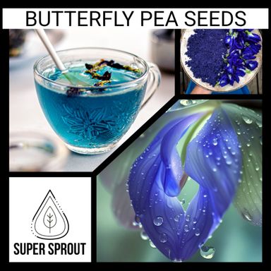 🫛BUTTERFLY PEA🫛 × 5 seeds