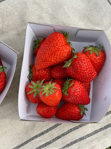 Aardbeien Bio