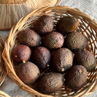 Avocado Bio