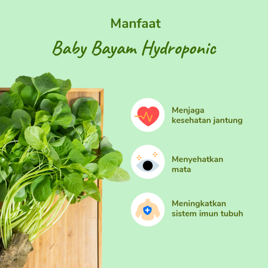 Baby Bayam Hydroponic 100gram