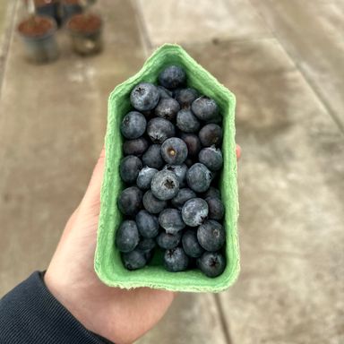 Blauwe bessen doosje 150GR
