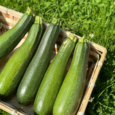 Courgette Bio
