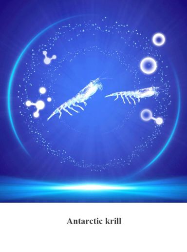 Antartic Krill Oil