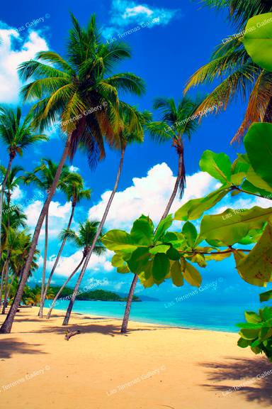 Playa Las Ballenas 1104