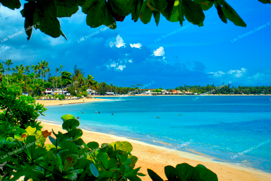 Playa Poppy 50