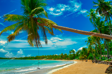 Playa Cosón 435