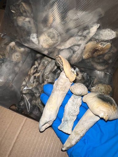 YAKS SHROOMS