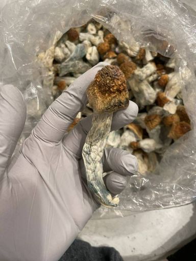 GOLDEN TEACHER SHROOMS