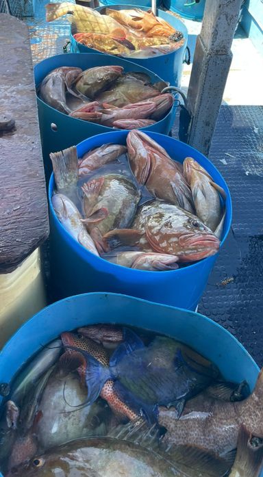 Unskinned Grouper Gutted