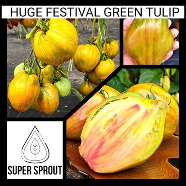 HUGE FESTIVAL GREEN TULIP TOMATO x 10 seeds