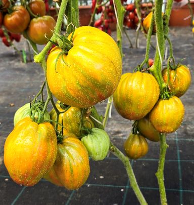 HUGE FESTIVAL GREEN TULIP TOMATO x 10 seeds