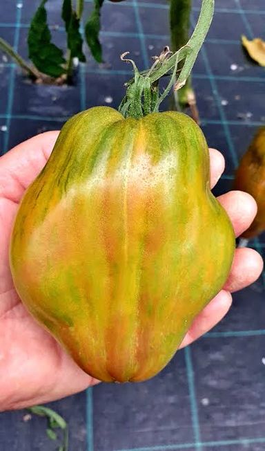 HUGE FESTIVAL GREEN TULIP TOMATO x 10 seeds