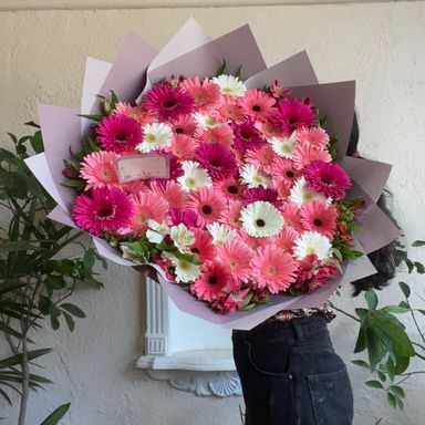 Maxi 50 gerberas