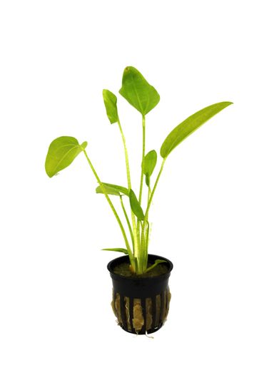 576 - Echinodorus radicans (Amazon swords)