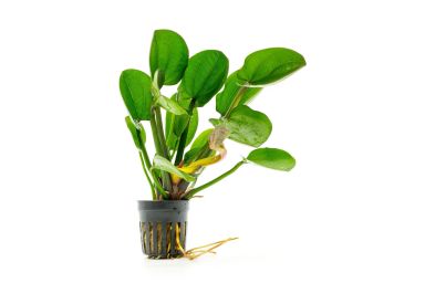584 - Echinodorus harbich (Dwarf Amazon Sword)