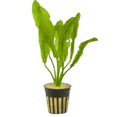 587- Echinodorus martii hybrid