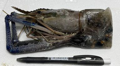 Big Head River Prawn