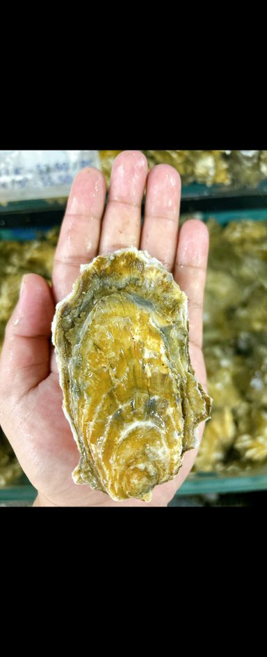 Fresh Usa Pacific Oyster 