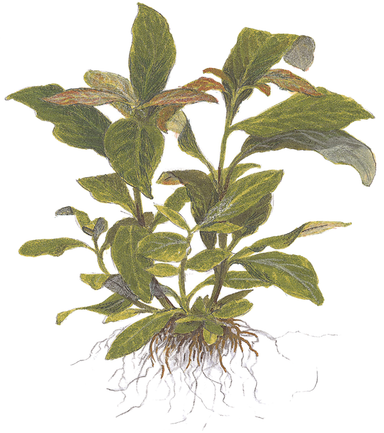 720 - Hygrophila corymbosa stricta