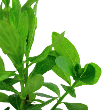 722 - Hygrophila polysperma