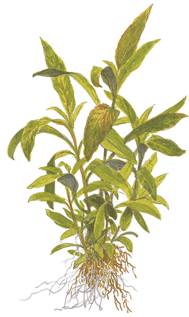 724 - Hygrophila siamensis