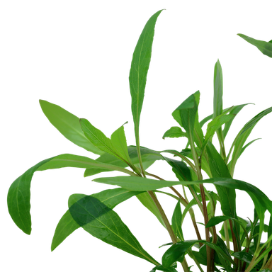 724 - Hygrophila siamensis