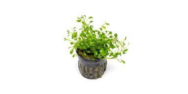 736 - Glossostigma elantoides