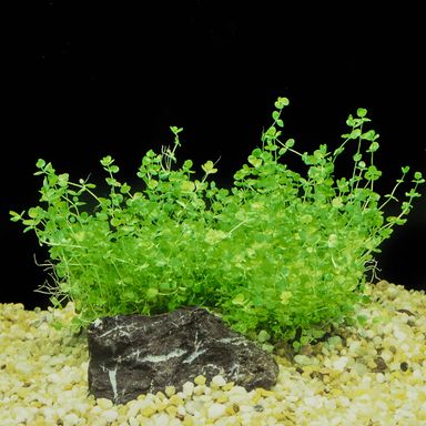 903 - Micranthemum umbrosum (Baby Tears) 