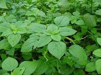 904 - Adenostemma viscosum (Sticky Daisy)  
