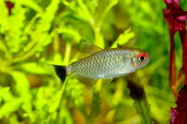 Red Eye Tetra