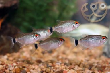 Red Eye Tetra