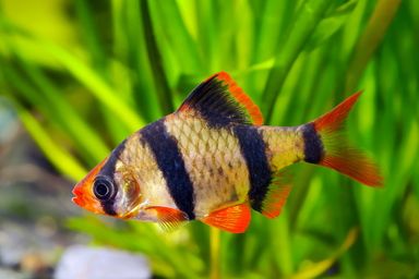 Tiger Barbs
