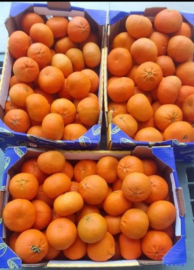 Tangerine 1 kg