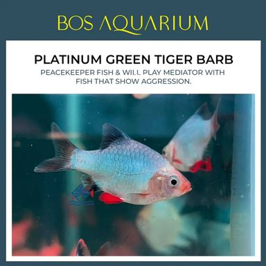 Tiger Barb - Platinum Green